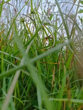 Thick green grass. bottom view Stock Photos