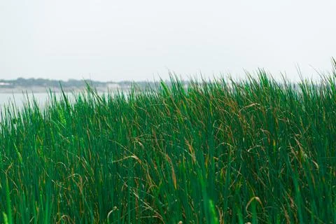 Thick green grass close up. Stock Photos