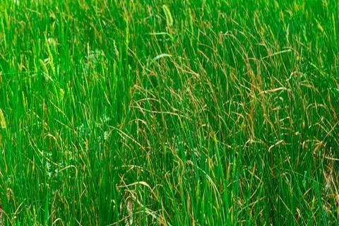 Thick green grass close up. Stock Photos