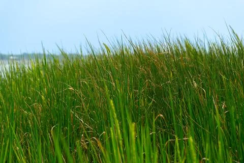 Thick green grass close up. Stock Photos