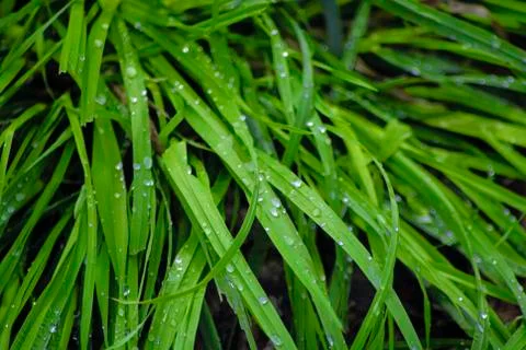 In a thick green grass drops of dew. Foto stock
