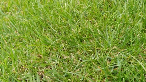 Thick green grass Stock-Footage 317117057