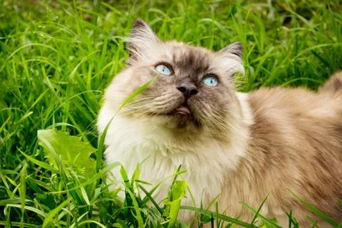 ?at is in the thick green grass Foto stock