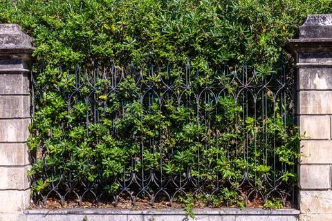 Thick green hedge behind a railing Fotos de archivo