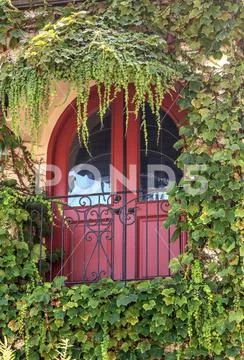 Thick green ivy hangs like an awning on a red window with rod iron balcony in Stock Photos