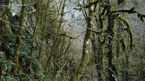 The thick green magic forest with winding trees overgrown with moss 库存影片 113770710