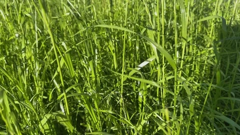 Thick green meadow or lawn grass swaying in the wind on sunny day Stock-Footage 307289422