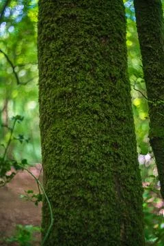 Thick Green Moss Coverage On Forest Tree Trunk In English Woodland Setting Stock Photos