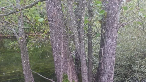 Thick Green Moss Covering Tree Trunk In Calm River Water Stock Footage 347984137