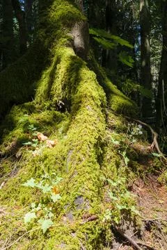 Thick green moss growing on tree roots in old growth forest Stock Photos