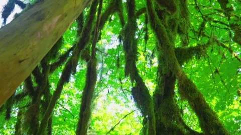 Thick green moss hanging from old tree branches in temperate rainforest Stock-Footage 342145490
