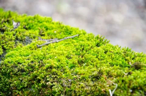 Thick green moss settled on a tree trunk. Forest on a tree trunk. 写真素材