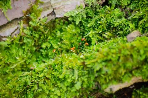 Thick green moss settled on a tree trunk. Forest on a tree trunk. Stock-Fotos