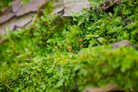 Thick green moss settled on a tree trunk. Forest on a tree trunk. Foto stock