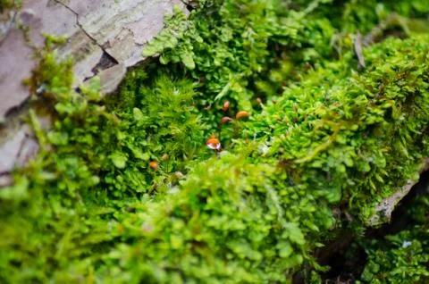 Thick green moss settled on a tree trunk. Forest on a tree trunk. Stock Photos