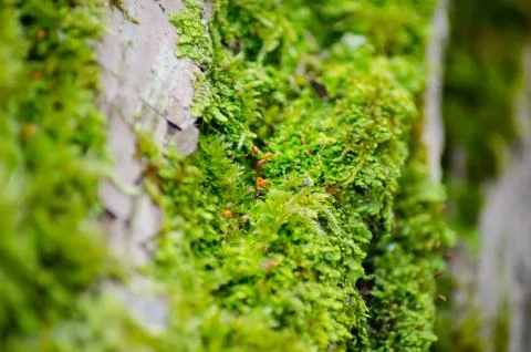Thick green moss settled on a tree trunk. Forest on a tree trunk. Stock Photos
