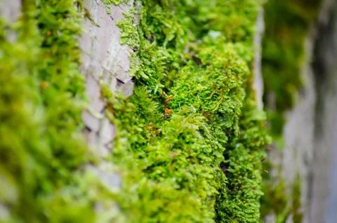 Thick green moss settled on a tree trunk. Forest on a tree trunk. Stock-Fotos