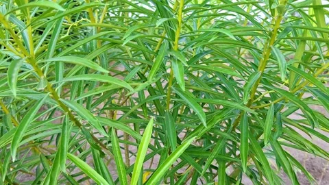 Thick Green Oleander Leaves On Dense Shrub Bush Vídeo Stock 339375168