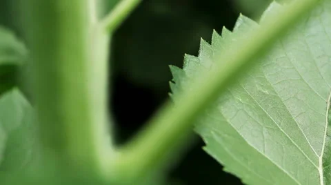Thick green stem of a young sunflower Video stock 62279782