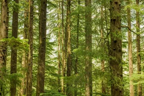 Thick green tree coniferous forest Foto stock
