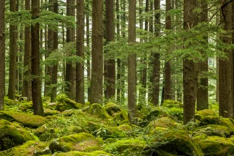 Thick green tree coniferous forest and rocks moss Stock Photos