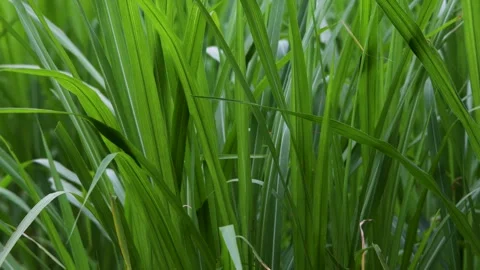Thick green wild grass leaves overlapping in natural background view Stock Footage 344744398