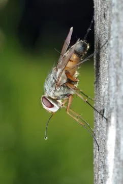 Thick-headed fly (Zodion) Stock Photos