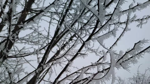 Thick hoarfrost layer coating interlaced forest tree branches, tilting 스톡 동영상 346978987