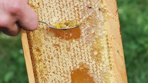 Thick Honey Dripping Down Honeycomb. Man hand gather fresh honey with a spoon. Stock Footage 138300958