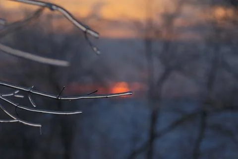 Thick ice accumulation on branches after a winter ice storm.” Stock Photos