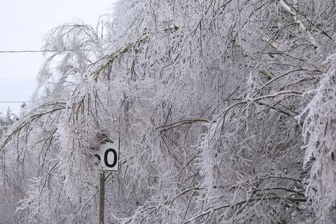 Thick ice accumulation on branches after a winter ice storm. Stock Photos