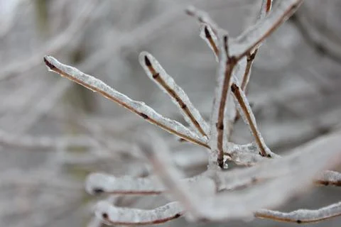 Thick ice on branches Fotos de archivo