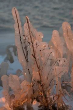 Thick Ice Coated Stems Stock Photos