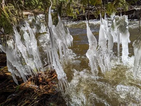 Thick Icicles on Evergreen Branches Over Winter Stream Stockfoto's