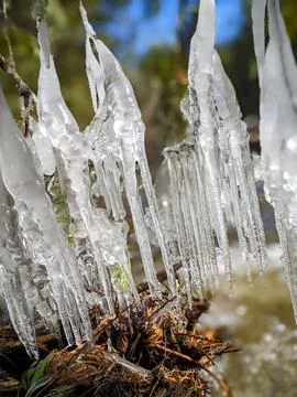 Thick Icicles on Evergreen Branches Over Winter Stream Foto stock