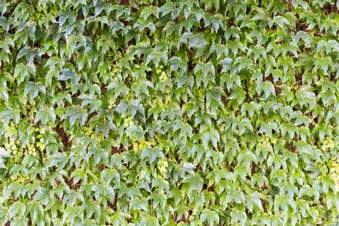 Thick ivy grows up the red wall Foto stock