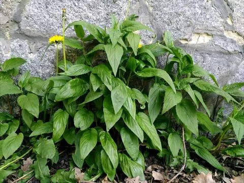 Thick ivy Stock Photos