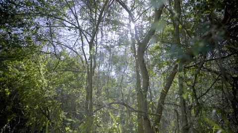 Thick jungle forest win sun penetrating through the trees 스톡 동영상 138595510