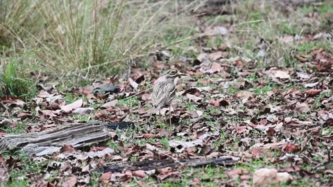 Thick-knee dashing across the forest floor comically in Pench national park Stock Footage 274554394