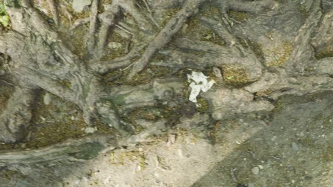 A thick knotted and gnarled bed of tree roots surrounded by gray concrete si Stock Footage 242305434