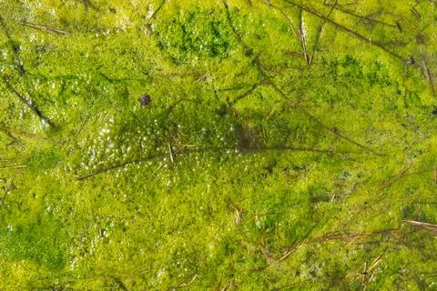 Thick layer of algae floating Stock Photos