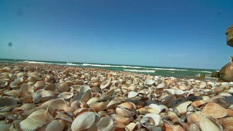 A thick layer of empty clam shells, thrown on the shore by the waves. The beach Stock Footage 217724765