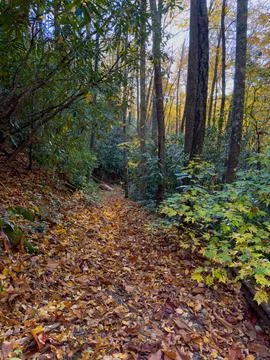 Thick Layer of Fallen Leaves Along Beach Gap Trail Fotos de archivo