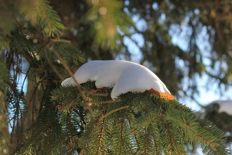 A thick layer of fresh white snow rests on a green spruce branch under bright Stock Photos