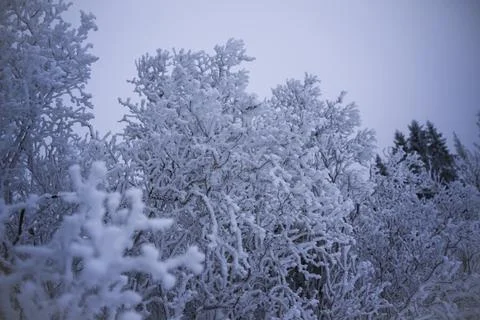Thick layer of frost completely covered the trees branches Stock Photos