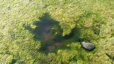 Thick layer of green algae covering river water around a small clear opening Stock Footage 346764821