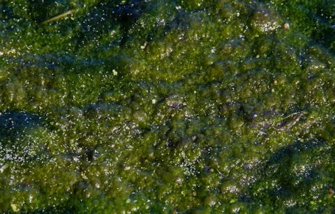 Thick layer of green algae on water Stock Photos