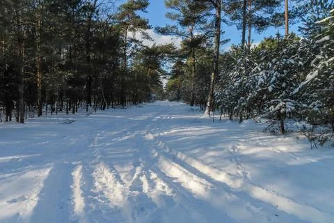 A thick layer of snow in the forest Stock Photos