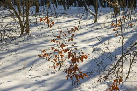Thick layer of snow in the mountain. Dry up plants. Stock Photos