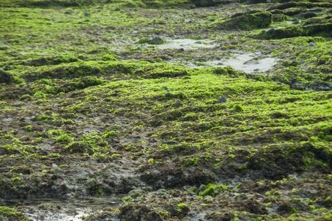 Thick layer of Ulva lactuca seaweed growing over dark volcanic stones. Stock Photos